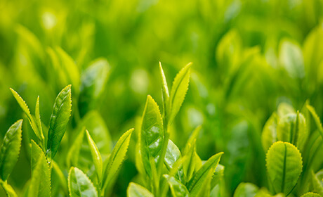 コーチャビリティ研修の詳細ページはこちら